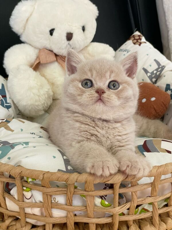kitten center 1