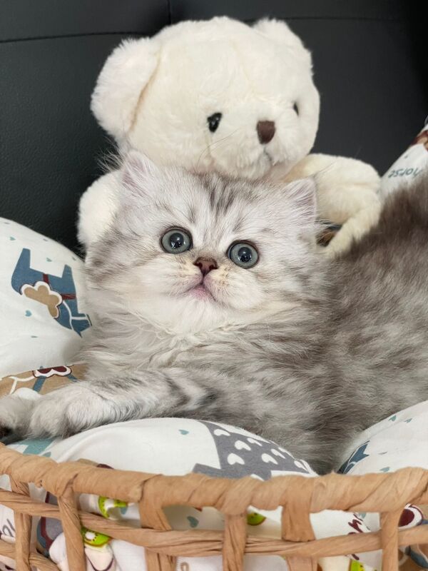 kitten center 2