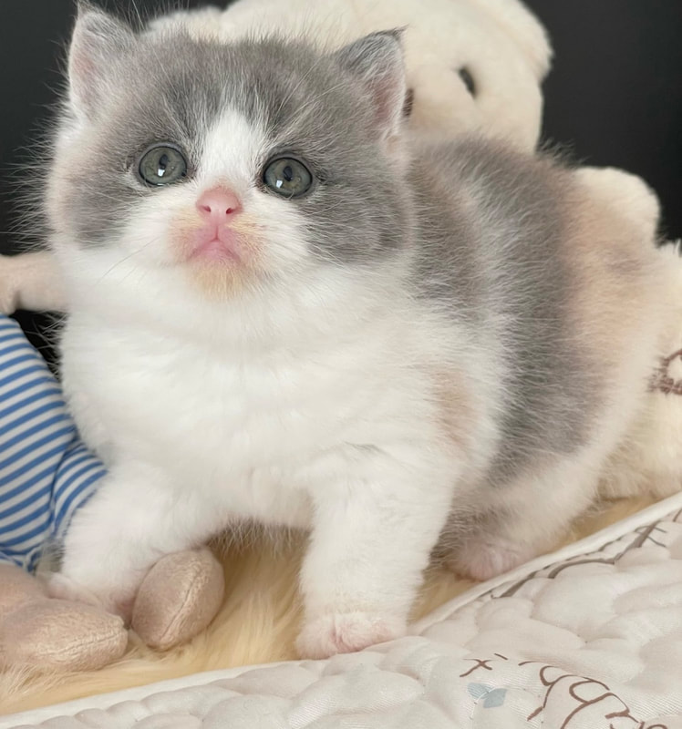 kitten center 3