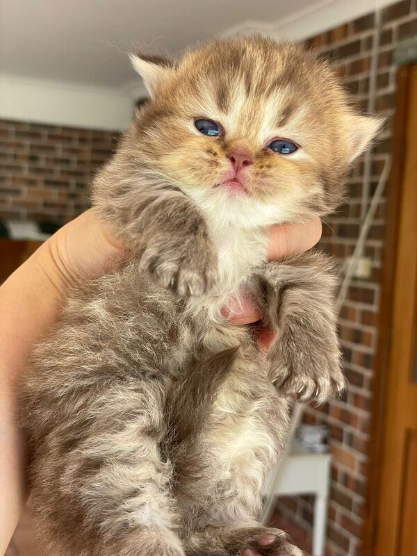 kitten center 4