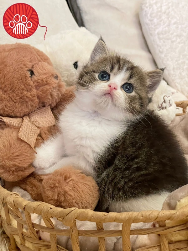 kitten center 5