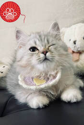 kitten center 6