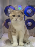 kitten ginger 1