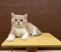 kitten ginger 2