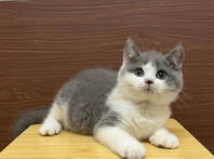kitten oreo 1