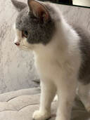 kitten oreo 2
