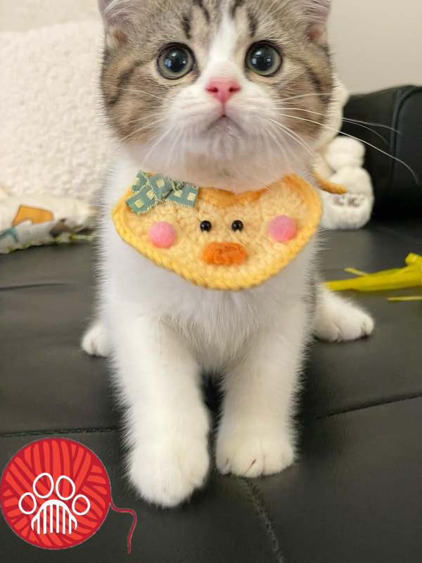 kitten upcoming 1
