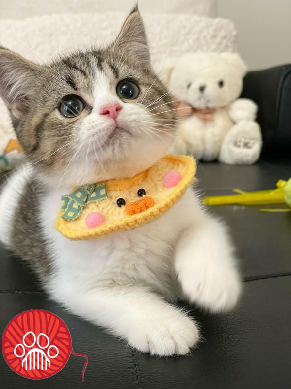 kitten upcoming 2
