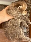kitten upcoming 3