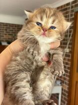 kitten upcoming 4