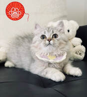 kitten upcoming 6