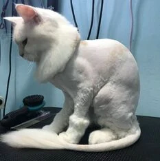 treatment 1